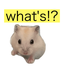 [LINEスタンプ] ミスターはむすた