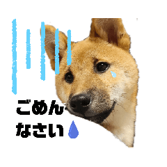 [LINEスタンプ] 柴犬の銀次①