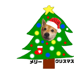 [LINEスタンプ] 柴犬じゅんこちゃん