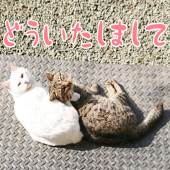 [LINEスタンプ] くろごまんちの猫さん