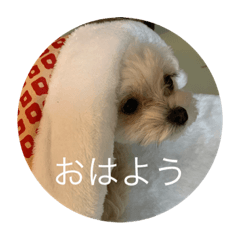 [LINEスタンプ] マルチワ⑅︎◡̈︎*スタンプ