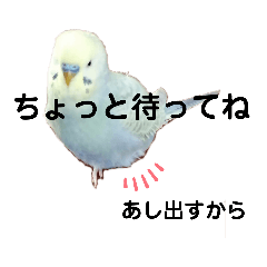 [LINEスタンプ] 我が家のセキセイインコのスタンプ