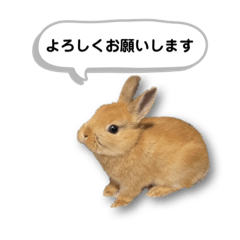 [LINEスタンプ] ネザーランドドワーフの日常（実写版）