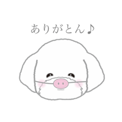 [LINEスタンプ] マルチーズ〜ときどきパグ〜