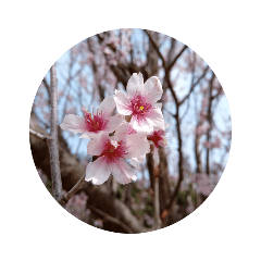 [LINEスタンプ] はるのおとずれ