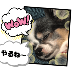 [LINEスタンプ] 使おう！くぅちゃまのわんわんスタンプ