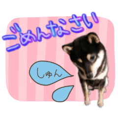 [LINEスタンプ] 柴犬ぎん♡使えるスタンプ5の画像（メイン）