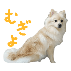 [LINEスタンプ] ポメラニアンのむぎの語尾よ。