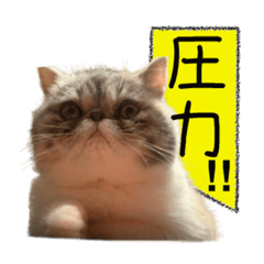 [LINEスタンプ] ししゃもですが何か。(2)