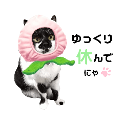 [LINEスタンプ] オールシーズン 使い易いにゃんこスタンプ♫