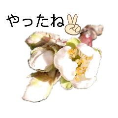 [LINEスタンプ] 写真を使って（20）の画像（メイン）