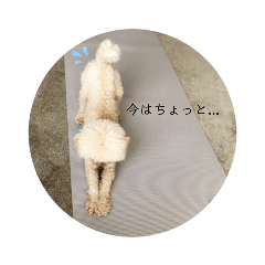 [LINEスタンプ] トイプードルの過ごし方