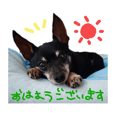 [LINEスタンプ] ごんぞう®