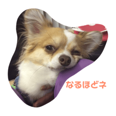 [LINEスタンプ] アルト君スタンプ（＾∇＾）