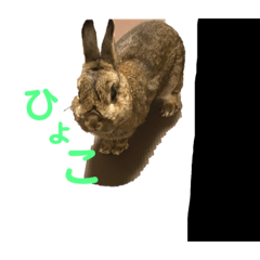 [LINEスタンプ] チャロむすびの 使える！日常スタンプ