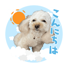 [LINEスタンプ] トイプー家族5