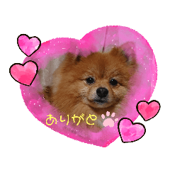 [LINEスタンプ] Pomeranian-no-Kai