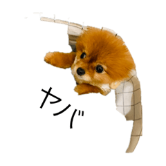 [LINEスタンプ] ポメラニアンのルーツ