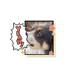 [LINEスタンプ] Yeah！チワワです。