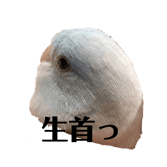 [LINEスタンプ] マメルリハのスタンプ3