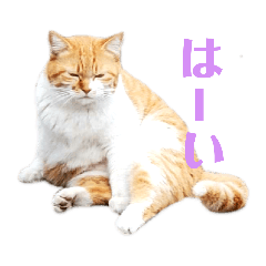 [LINEスタンプ] あやちょスタンプねこ5