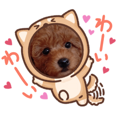 [LINEスタンプ] トイプードルのチョコちゃん♥️