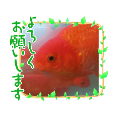 [LINEスタンプ] リアル金魚で！