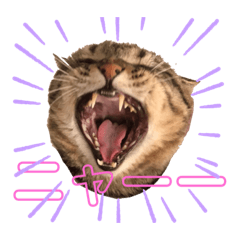 [LINEスタンプ] ねこスタンプ₍˄·͈༝·͈˄₎