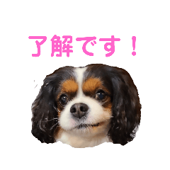 [LINEスタンプ] 毎日使えるキャバリアのバニスタンプ