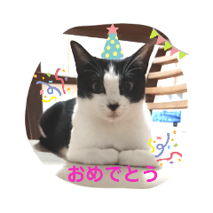 [LINEスタンプ] ツキちゃんのスタンプ