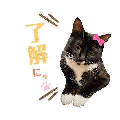 [LINEスタンプ] くつ下にゃんこ 小町