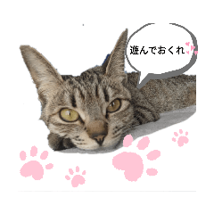 [LINEスタンプ] にゃんきち 日常会話