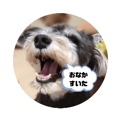 [LINEスタンプ] ミニチュアシュナウザー(黒)
