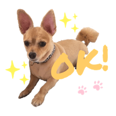 [LINEスタンプ] チワックスりょうまくん