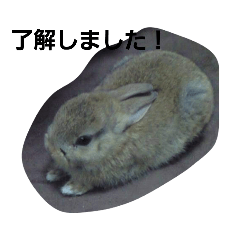 [LINEスタンプ] うさぎとねこ24