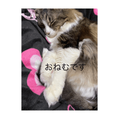 [LINEスタンプ] びちゅ組ฅ•ω•ฅ