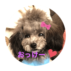 [LINEスタンプ] トイプードルのゆずとすずめ