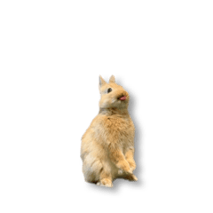 [LINEスタンプ] ウサギさん（実写版）