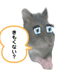 [LINEスタンプ] ハムスター実写