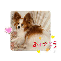 [LINEスタンプ] ぱぴぱぴパピヨン19