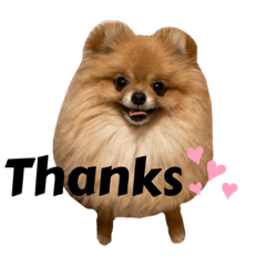 [LINEスタンプ] ポメラニアンのつぶやき①