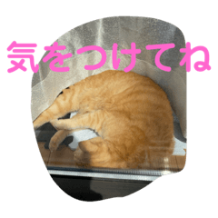 [LINEスタンプ] がんばれ、れもんちゃん5
