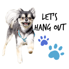 [LINEスタンプ] ポメラニアンのつぶやき②