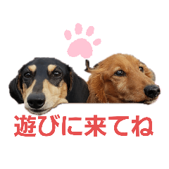 [LINEスタンプ] うちのコロぴぃ