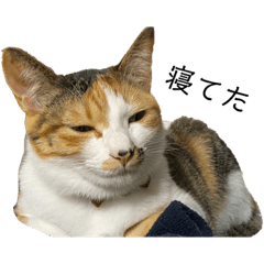 [LINEスタンプ] わさびとおかか♪3