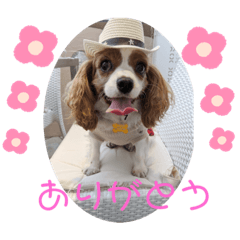 [LINEスタンプ] キャバリアおひめ