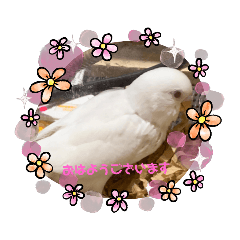[LINEスタンプ] しらたまちゃんありがとう＼(^o^)／