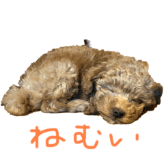 [LINEスタンプ] トイプードルコロンの1日