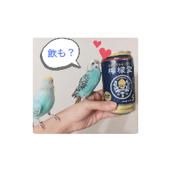 [LINEスタンプ] ピピ達（インコ）との生活♡