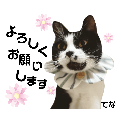 [LINEスタンプ] 多頭飼育崩壊レスキューにゃんずvol.3
